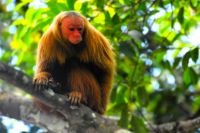 ich bin ein Wollaffenmädchen 