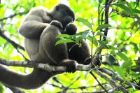 Brüllaffen im Amazonas-Regenwald
