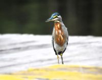 ich bin ein gestreifter Reiher und lebe von kleinen Fischen am Amazonas