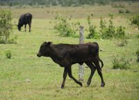 Rinderherden säumen den Weg im Pantanal