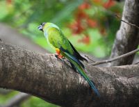 ich bin ein Nanday-Sittich an der Pousada Pequi