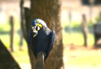 ich bin ein Hyazinthara in der größten Population im Pantanal