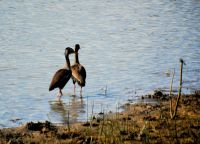 Rotschnabel-Pfeifgans Pärchen am Abend im Pantanal