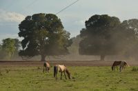 Pferde in der Abendstimmung, Pantanal
