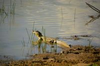 noch ein Kaiman im Wasser im Pantanal