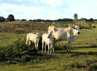 Zeburinder aus Indien als Nebole-Rinder importiert im Pantanal