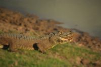 Kaiman-Supermodel im Pantanal
