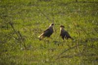 zwei Schopfkarakaras im Pantanal 