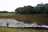 wo sind die Kaimane ? sie sind gut getarnt! im Pantanal