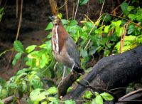 Marmorreiher im Pantanal