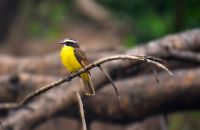 Rostschwingen-Maskentyrann im Pantanal