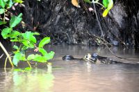 Kaiman während der Bootsfahrt am frühen Morgen im Pantanal