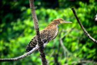 Marmor-Reiher im Pantanal
