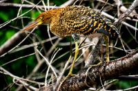 Marmor-Reiher im Pantanal