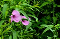 eine Hibiscusblüte im Pantanal