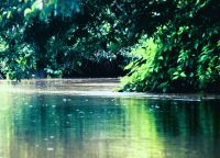 grünes Farbspiel im Pantanal