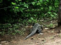 Argentinischer Schwarzweißer Teju - größte Echse weltweit