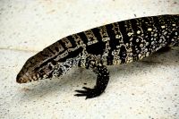 kleiner argentinischer Schwarzweißer Teju im Hotelgarten 