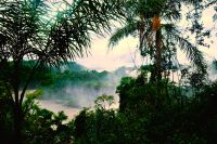 grüne Pracht in Iguazu in Argentinien