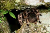 Versteck am Wasserfall