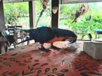 Papageien lieben auch Süßes