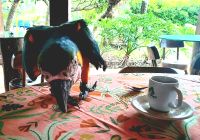 Spektalel beim Nachmittagskaffee