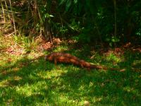 Iguacuwasserfälle - Argentinische Seite