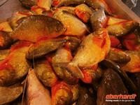 Manaus - Markt Piranhas