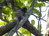 Pinselohräffchen auf dem Zuckerhut