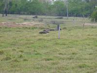 Ameisenbär im Pantanal