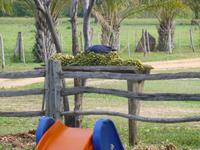 Ara auf der Pousada Aquapé