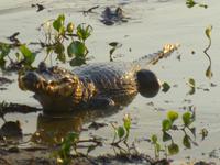 ausgewachsener Kaiman