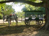 Die Kutsche ist vorgefahren