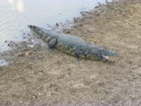 Gib dem Kaimanen Fisch