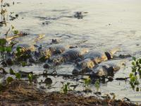Auf der Lauer liegen...