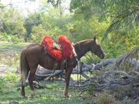 Pferd mit Zirkuskostüm