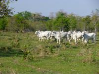 Rinderherde im Pantanal
