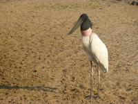 Storch im Pantanal