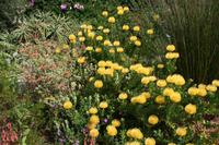 Botanischer Garten Kirstenbosch