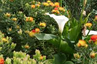 Botanischer Garten Kirstenbosch