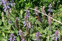 Botanischer Garten Kirstenbosch