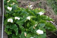 Calas im Tsitsikamma-Nationalpark