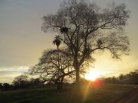Sonnenuntergang im Pantanal