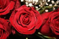 Meine Geburtstagsrosen