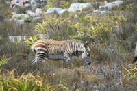 Bergzebra-Baby im Kap-Nationalpark