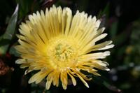 Vegetation am Kap der Guten Hoffnung