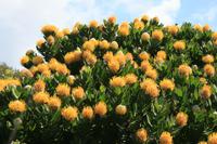 Nadelkissen-Protea