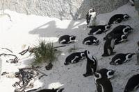 Boulders Beach