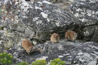 Bewohner des Tafelbergs