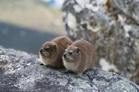 Bewohner des Tafelbergs